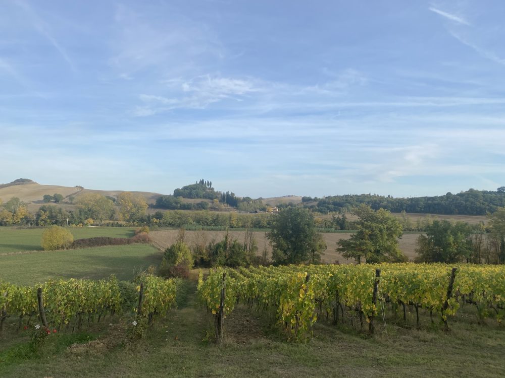 Chianti Classico Berardenga - Carpineta Fontalpino