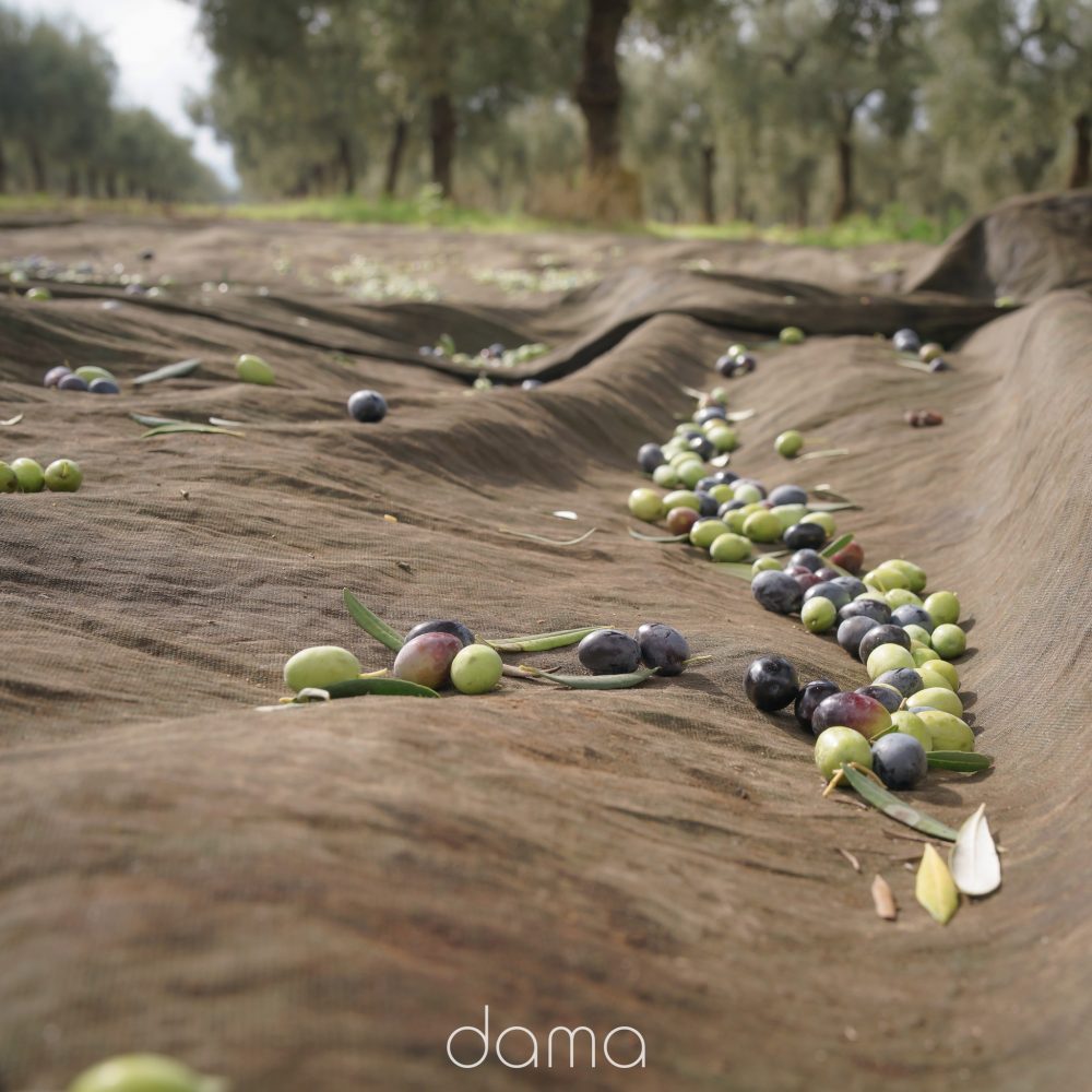 Olive DAMA