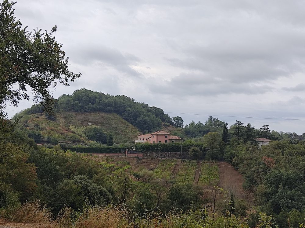 Vini Apuani - Parte delle Vigne