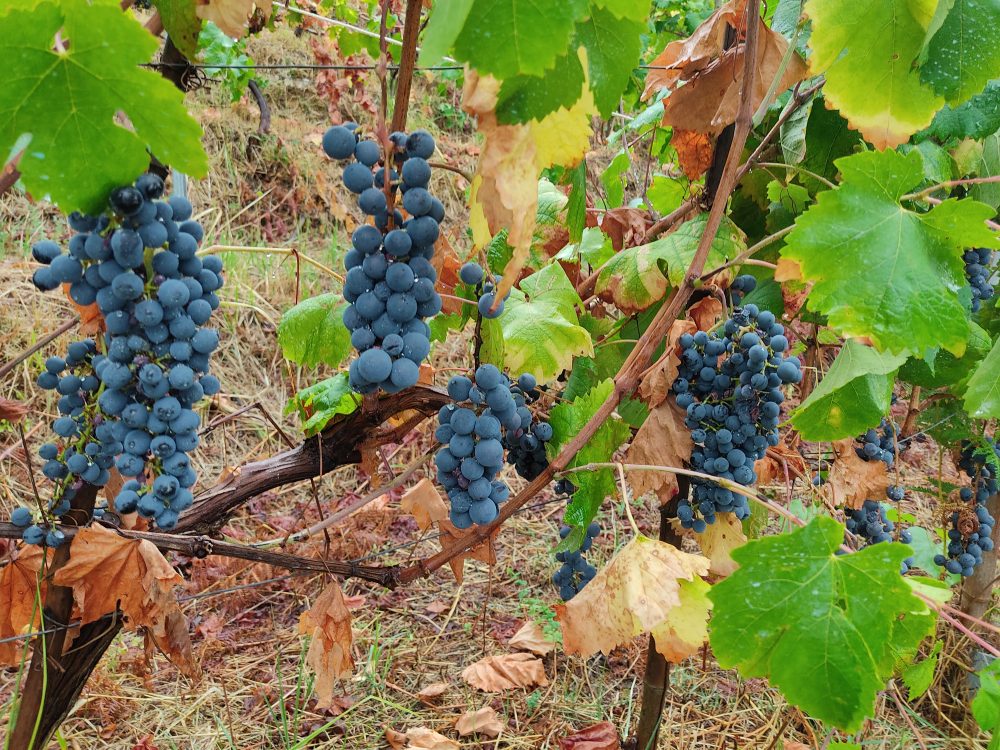 Vini Apuani - Vermentino nero