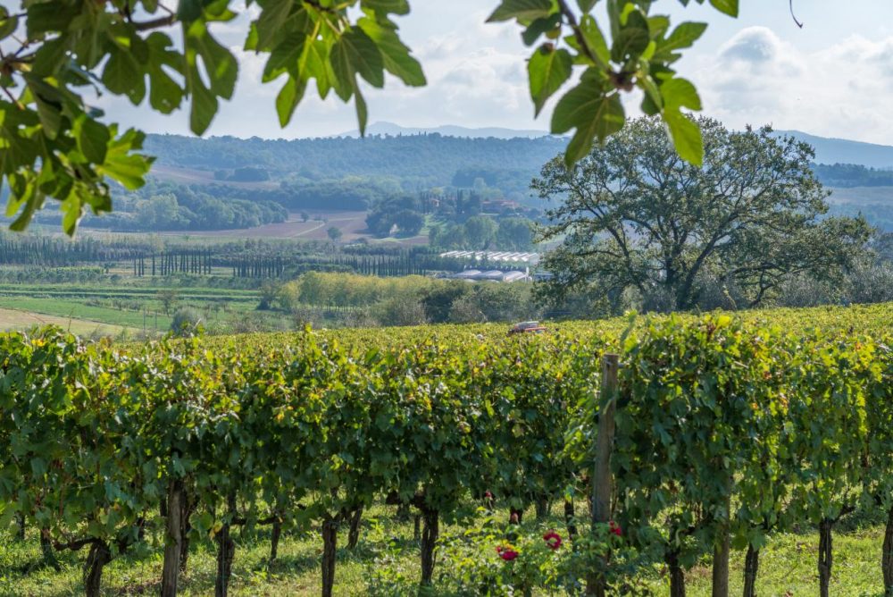 Cantina Poggio ai Chiari – vigneti