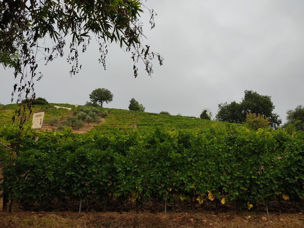 Le Canne - La bellissima vigna nel Candia