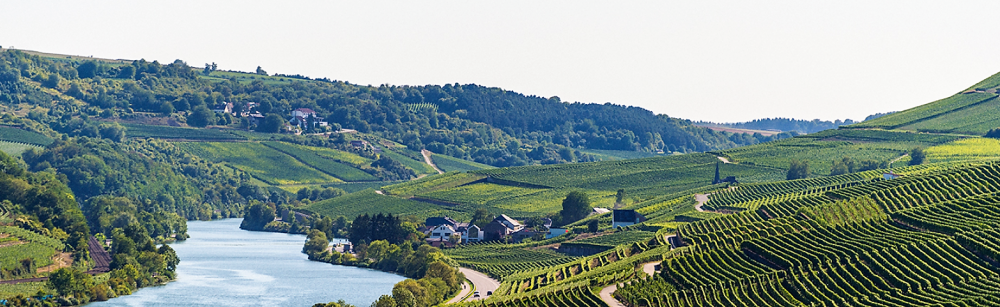 Les Vignerons de la Moselle - Vigneti