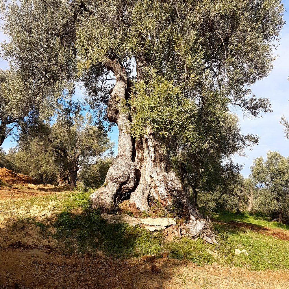 Madreterra - albero