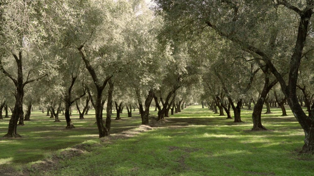 Uliveto Olearia s. Giorgio