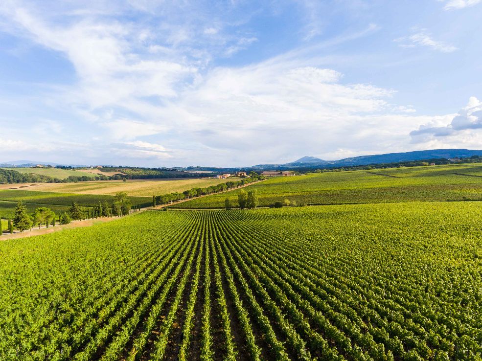 Carpineto - Vigneti Montepulciano