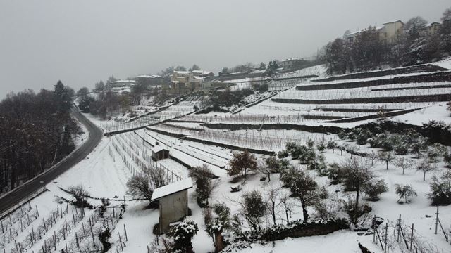 Fratelli Marco - i vigneti sotto la neve