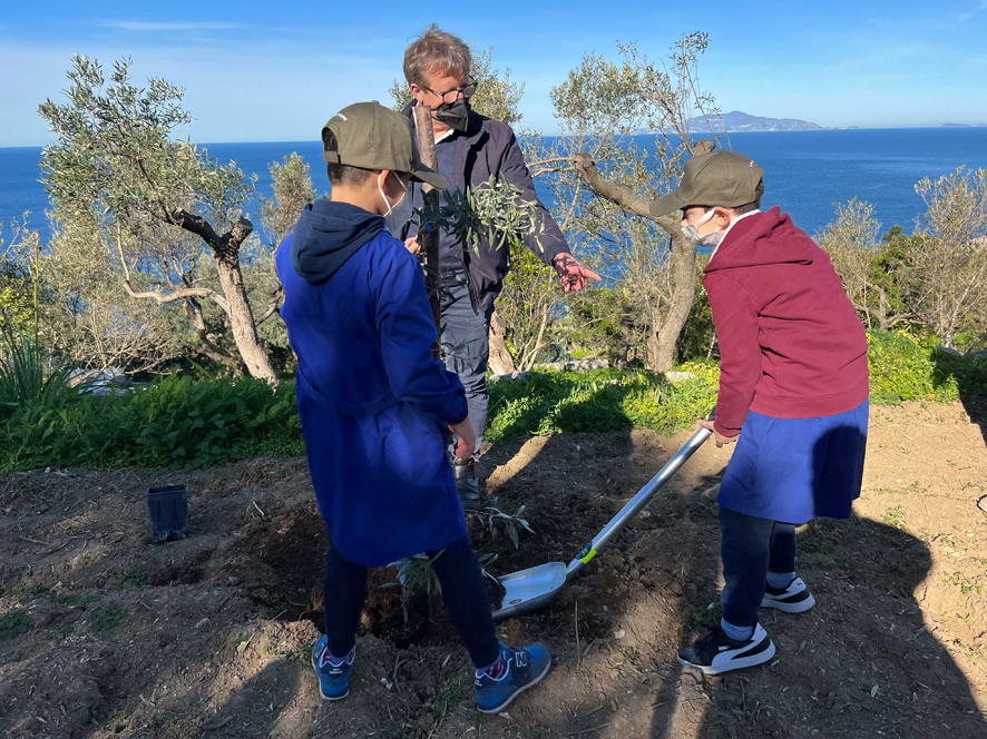 Gli studenti della Gemito mettono i nuovi olivi ad Anacapri