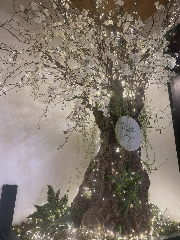 L’albero di ulivo - L’albero dei Visconti