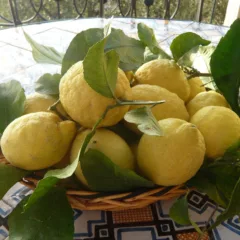 Limone di Procida