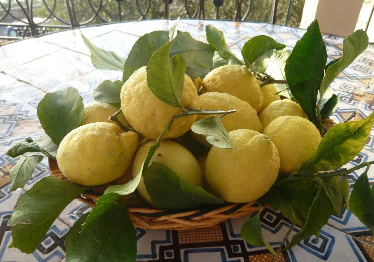 Limone di Procida