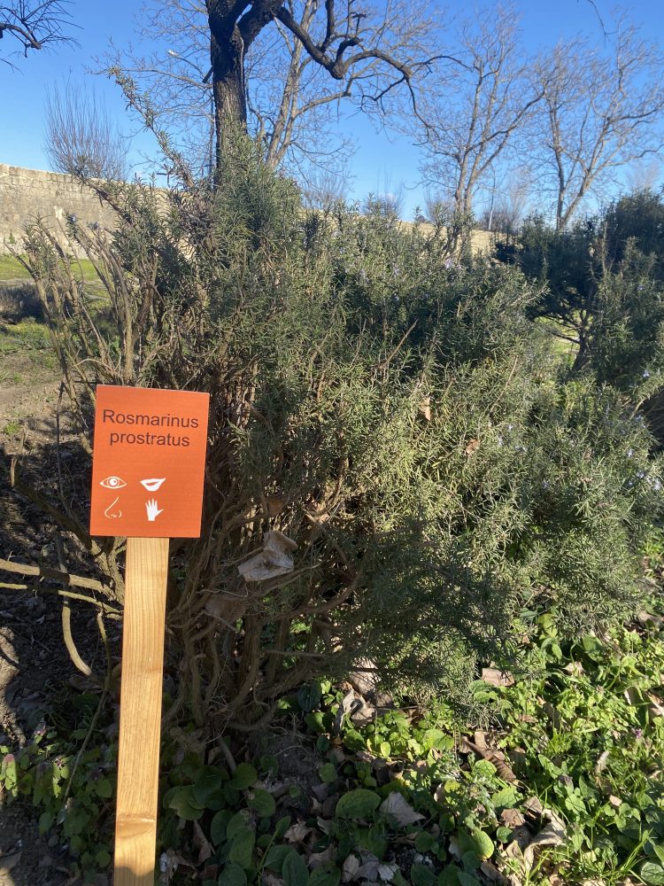 Macchie di erbe officinali - Casale di Teverolaccio