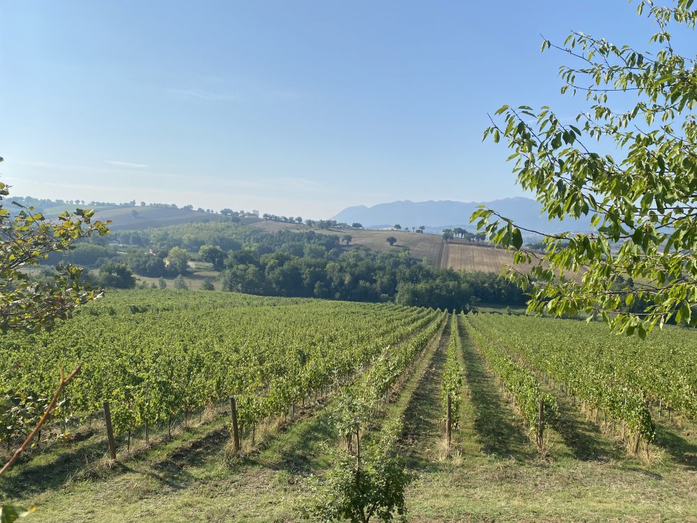 Verdicchio di Matelica - Vigneto