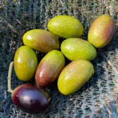 Olive di Aulivello