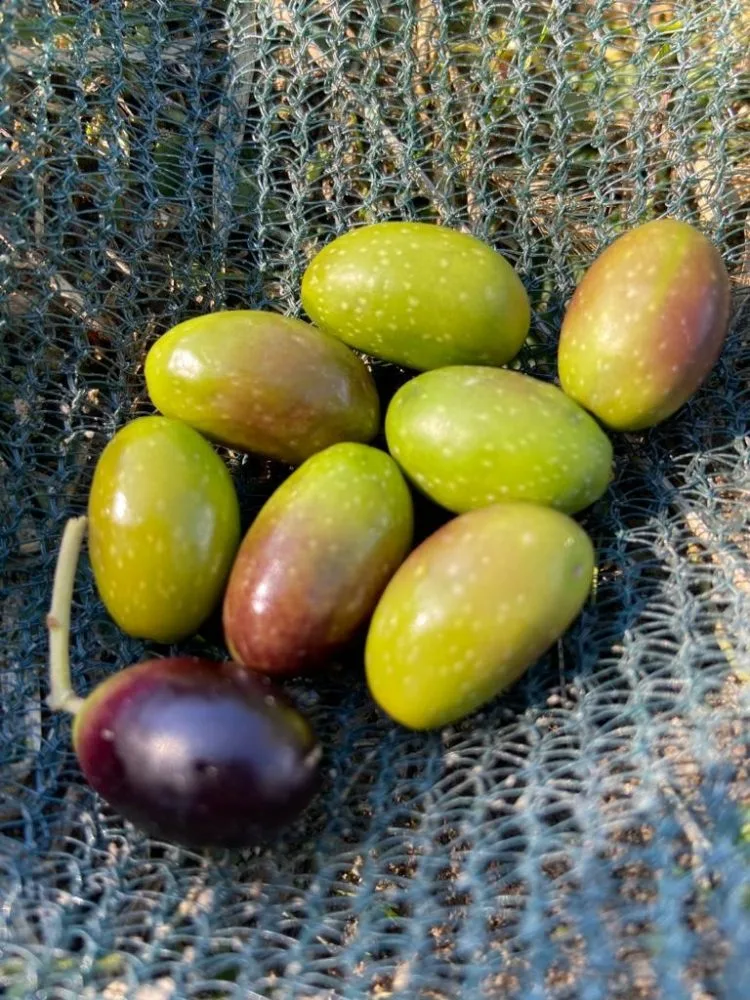 Olive di Aulivello