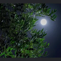 Olivi...di notte