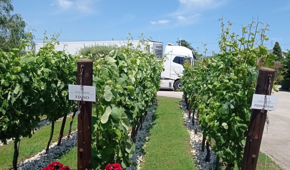 Villa Matilde Vigneto interno
