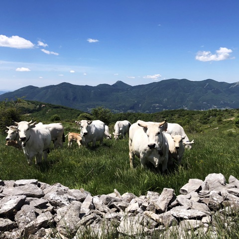 I pascoli di Pietraroja