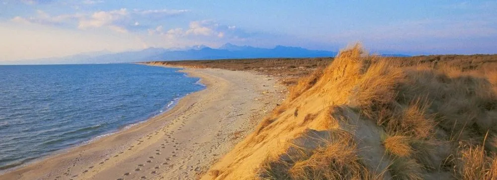 Spiaggia san rossore miele spiaggia