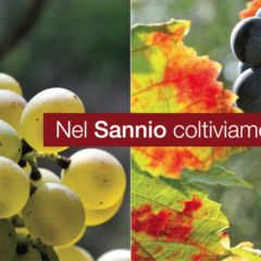Sannio Consorzio Tutela Vini