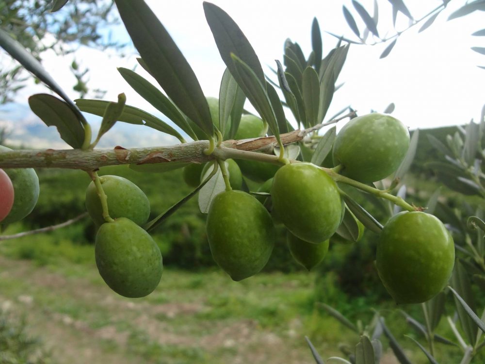 Olive Olio Gerbino