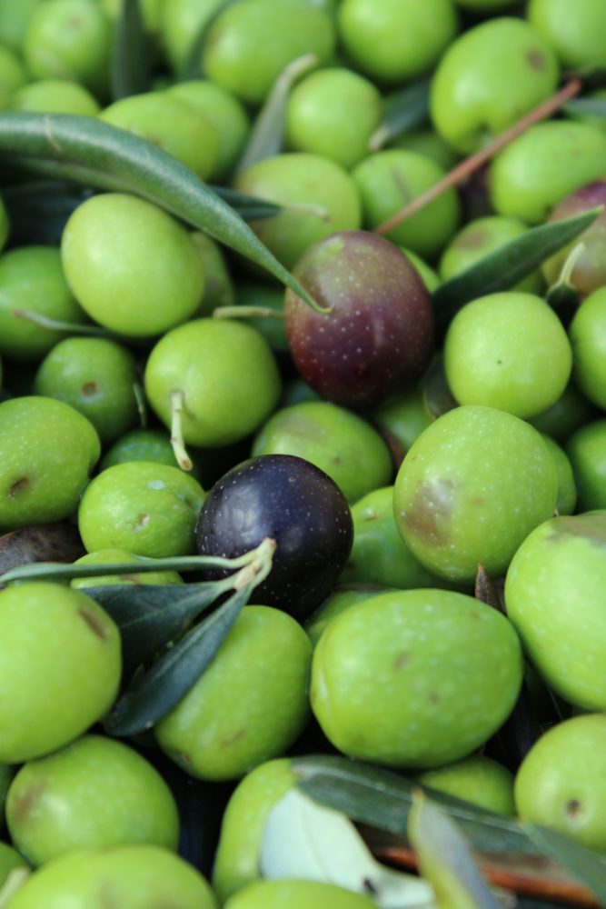 Olive invaiatura