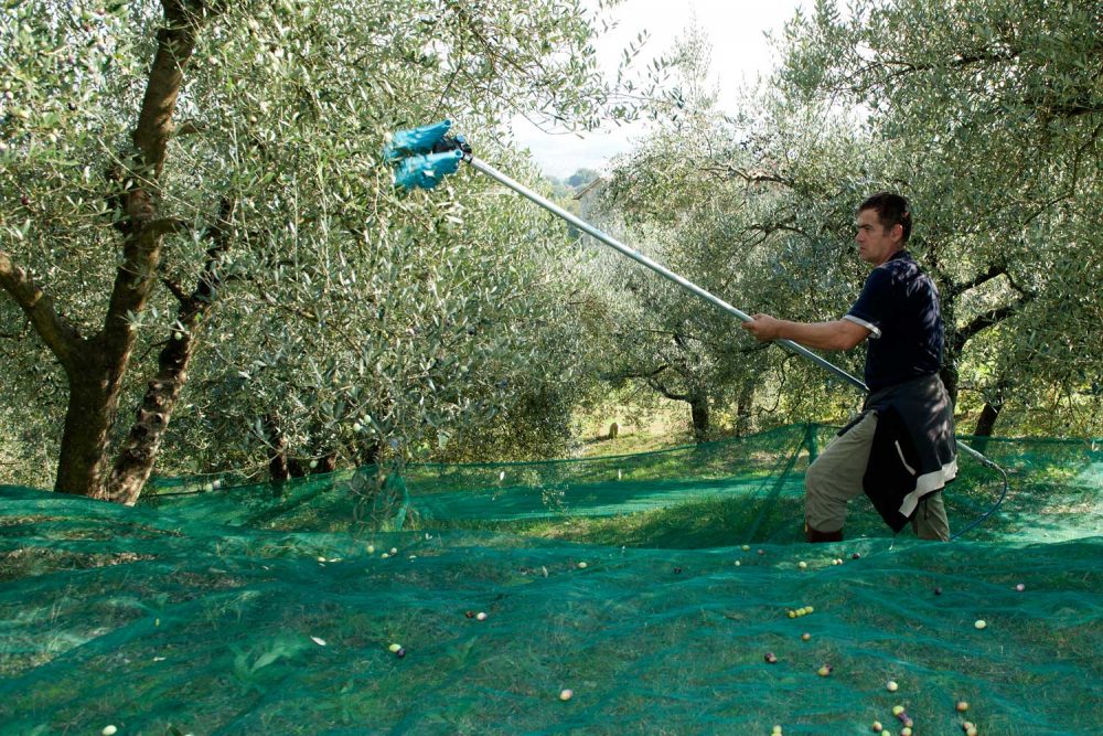Passo della Palomba raccolta olive