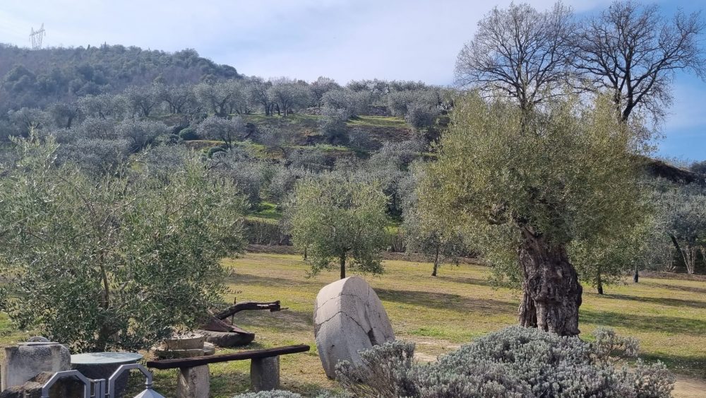 Terrazzamenti Passo della Palomba