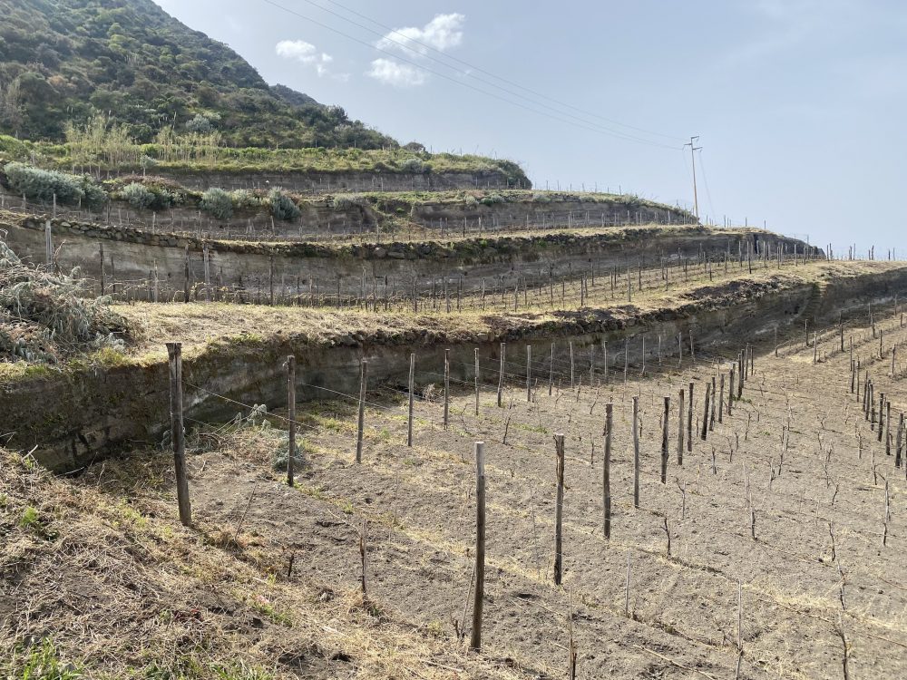 Vigneti terrazzati a Salina - Nino Caravaglio