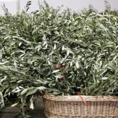 Cesto con rami di ulivo