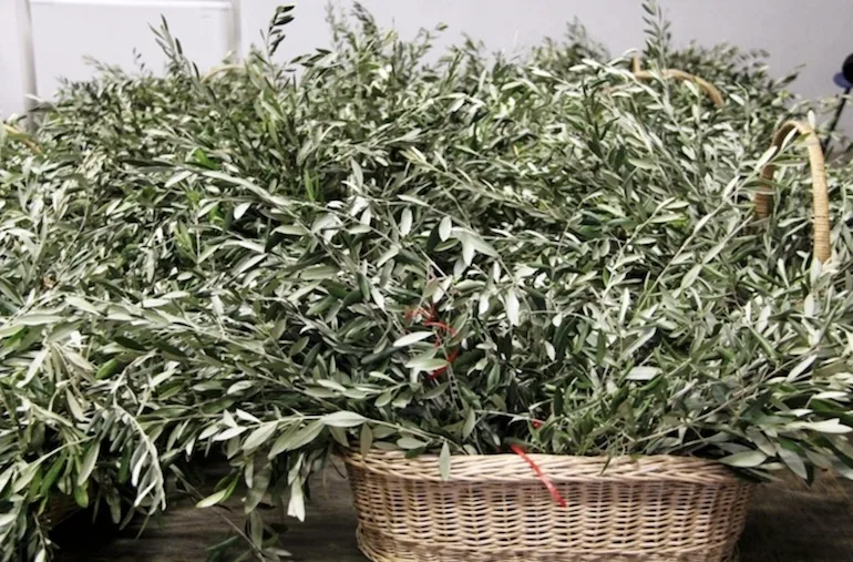 Cesto con rami di ulivo