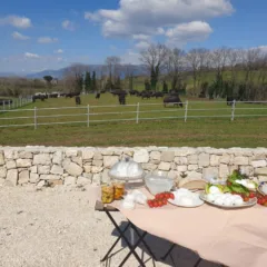 Bufali da latte e mozzarella di bufala - Mozzarella di Bufala Campana Dop