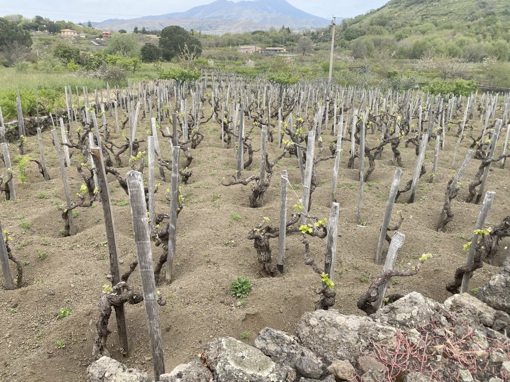 SiciliaEnPrimeur - Vigna Etna