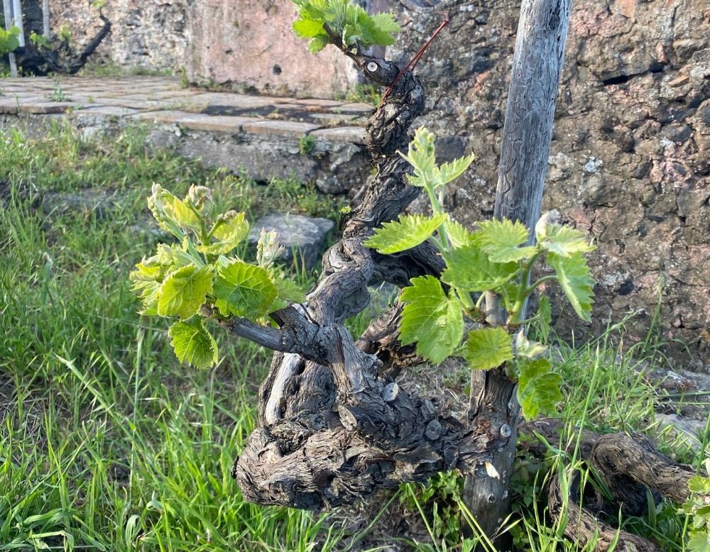 SiciliaEnPrimeur - Vigna Etna