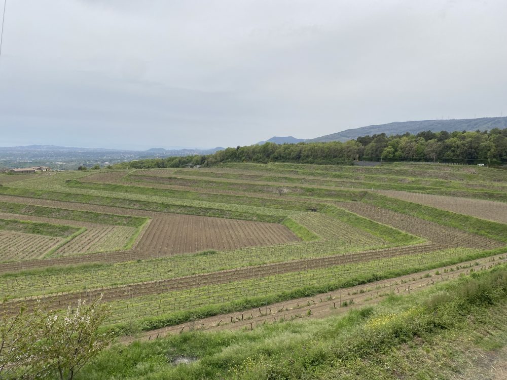 SiciliaEnPrimeur - Vigna Baroned i Villagrande Milo