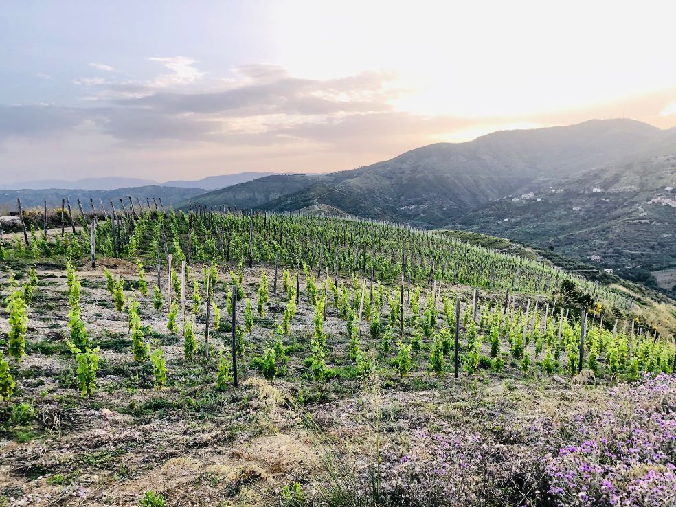 Vigna azienda Le Grazie