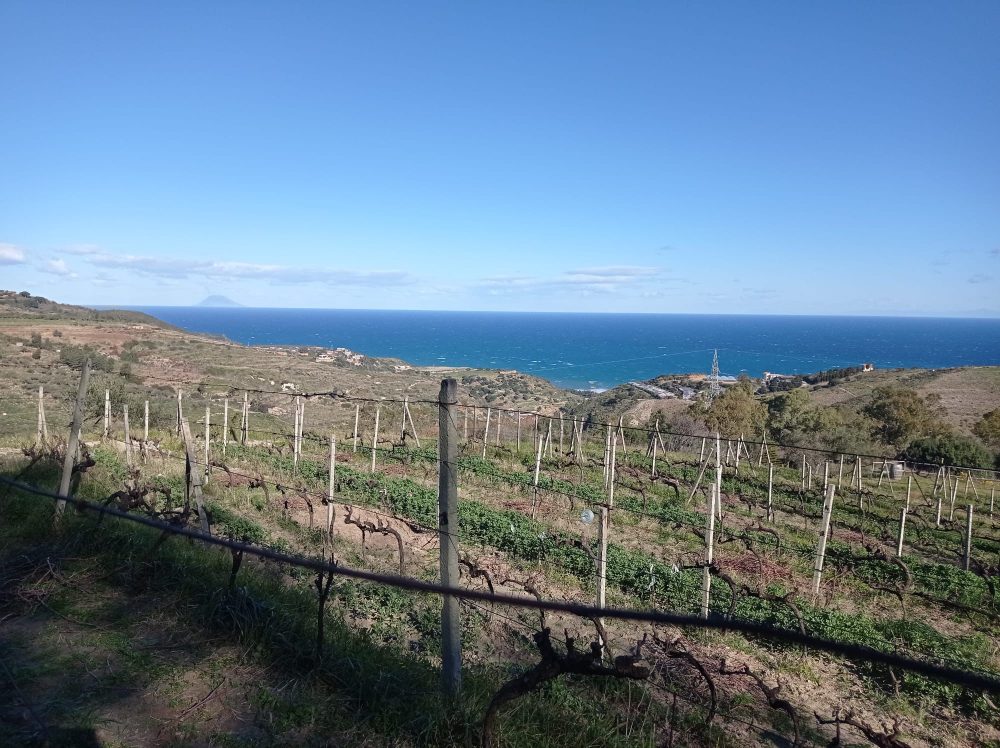 Bonavita- viticoltura eroica
