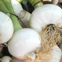 Cipolla bianca di Castrovillari fresca