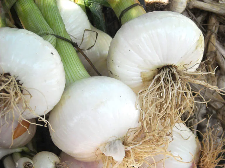 Cipolla bianca di Castrovillari fresca
