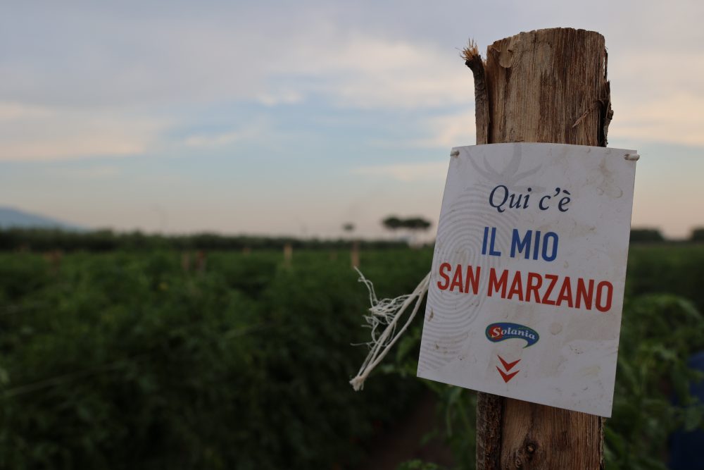 Aspettando Il Mio San Marzano 2022