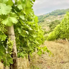 Francesca Pascale - vigneti