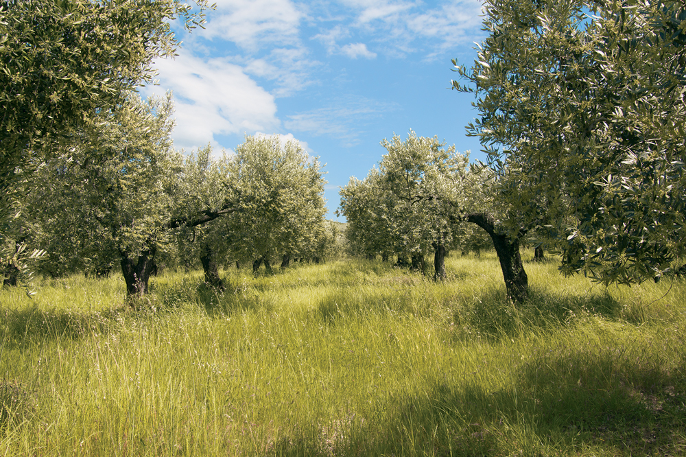 Alberi di ulivo Torretta