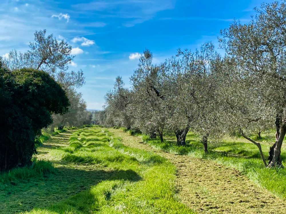 Azienda Agricola Olio Cerrosughero oliveto