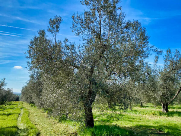 Azienda Agricola Olio Cerrosughero