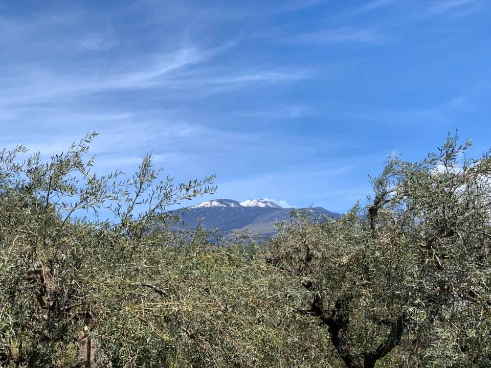 Ulivi vista Etna