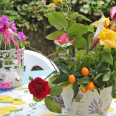 Apericena- centrotavola