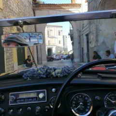 Scoperta in Vigna 2022