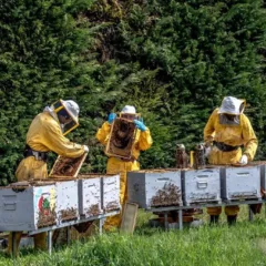 Mieli Thun - le arnie