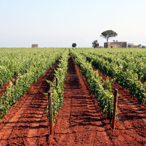 Vallone -tenuta