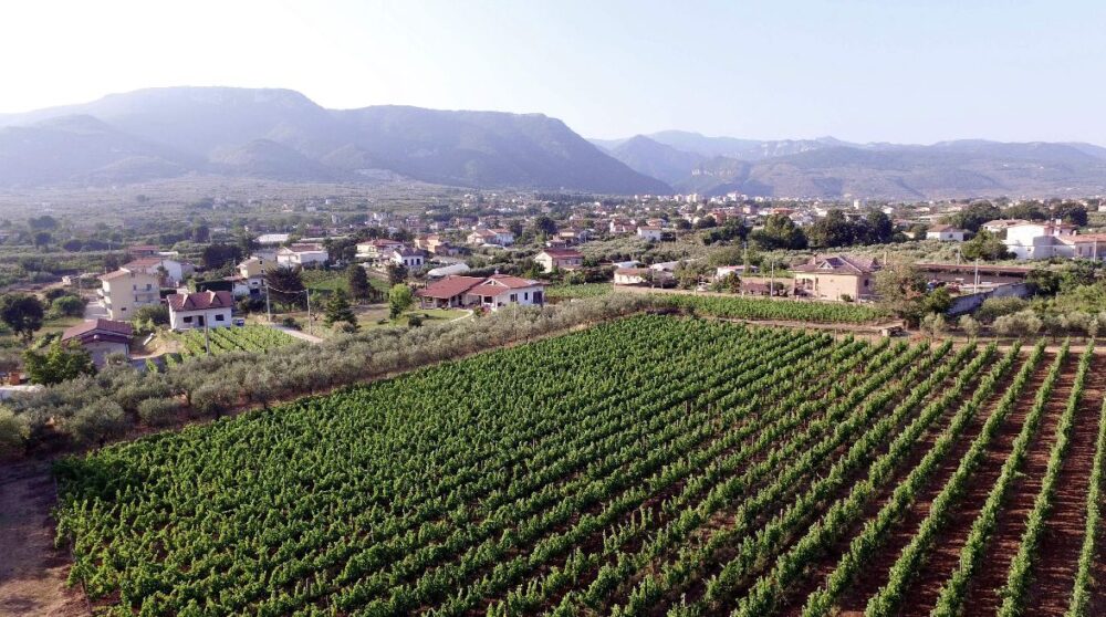 Vigneto Azienda Casula Vinaria di Campagna